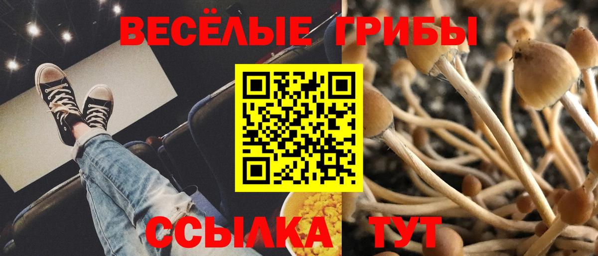 Тосно  Псилоцибиновые грибы GOLDEN TEACHER  Вход с VPN 